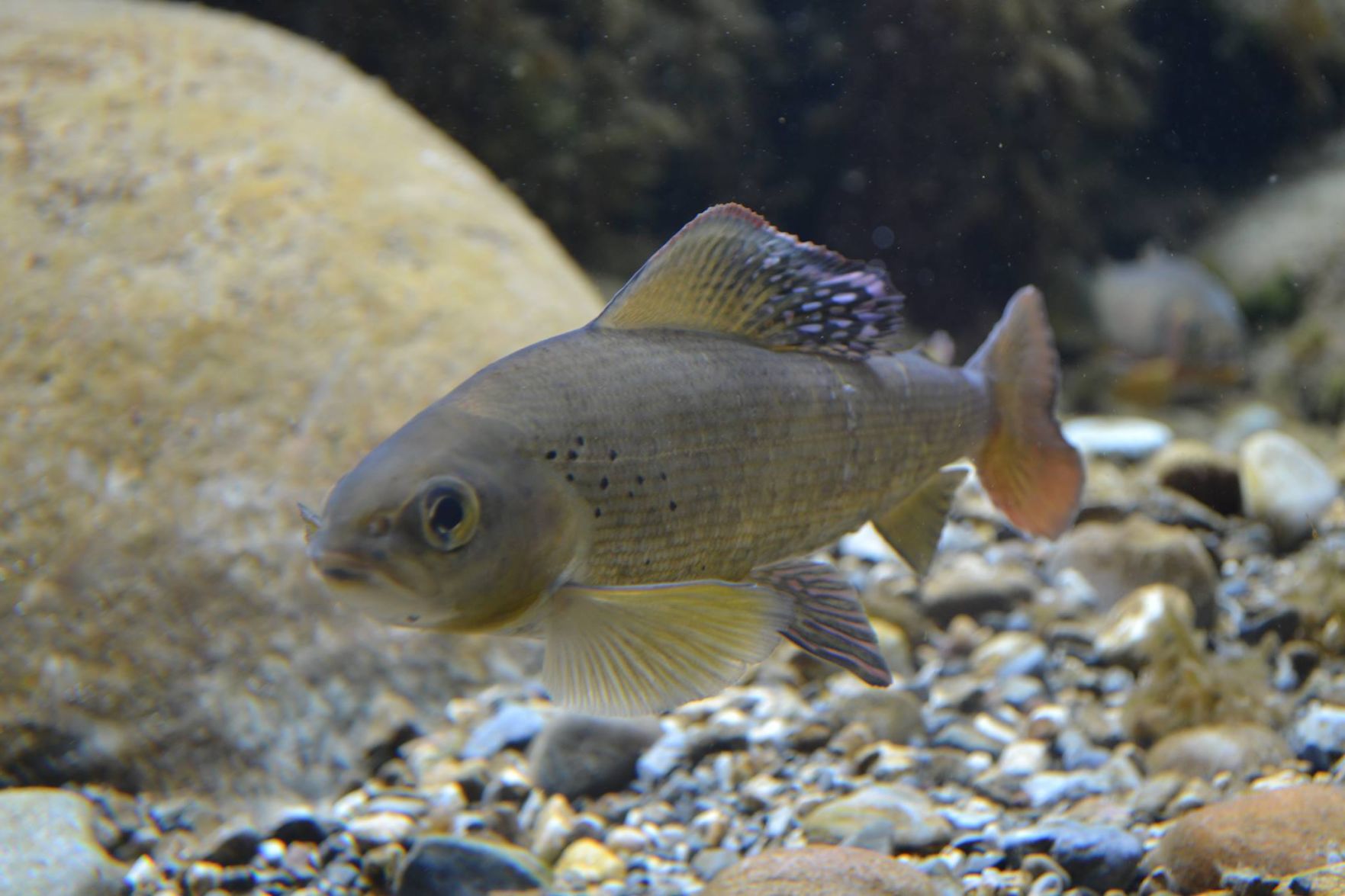 Visit the Washoe Park Trout Hatchery